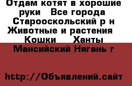 Отдам котят в хорошие руки - Все города, Старооскольский р-н Животные и растения » Кошки   . Ханты-Мансийский,Нягань г.